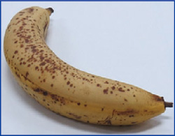 バナナの画像（光触媒ありの場合）