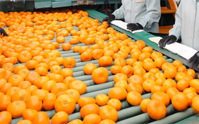 フルーツのイメージ画像