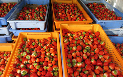 フルーツのイメージ画像