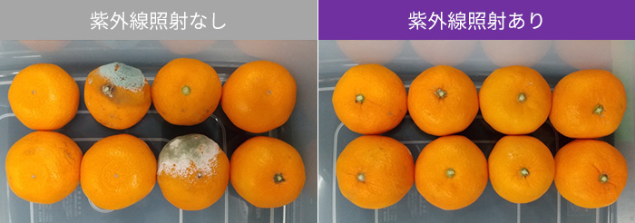 未処理と処理の比較(シャーレ上のカビの繁殖の画像)