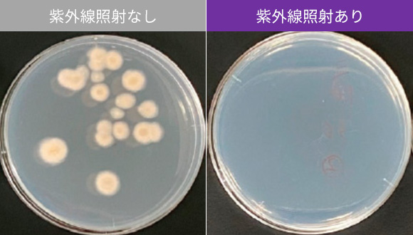 未処理と処理の比較(シャーレ上のカビの繁殖の画像)