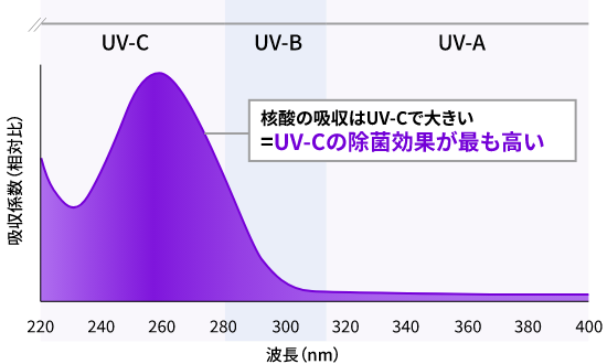 核酸の吸収はUV-Cで大きい=UV-Cの除菌効果が最も高い