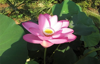 �������n�X�̉�