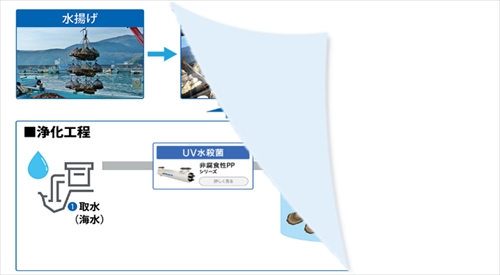 牡蠣養殖の牡蠣浄化プロセスでの導入イメージ