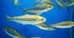 魚にも環境にもやさしい