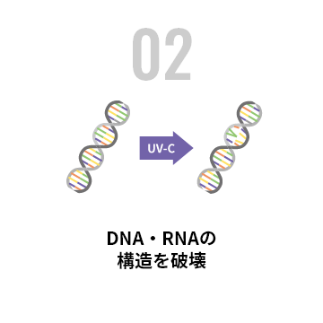 02 DNA・RNAの構造を破壊（UV-C）