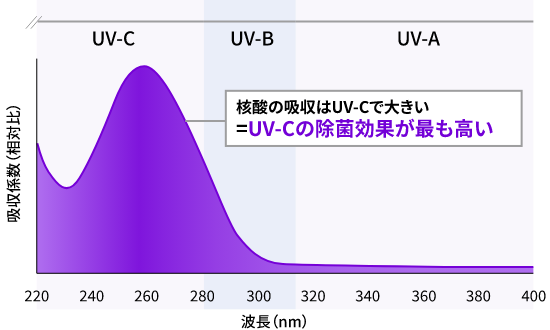 核酸の吸収はUV-Cで大きい＝UV-Cの除菌効果が最も高い