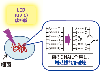 紫外線によって細菌のDNAにダイマーが形成される（イラスト）